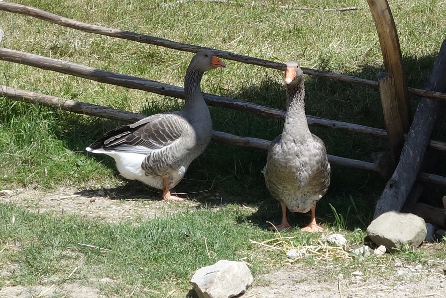 DSC00267